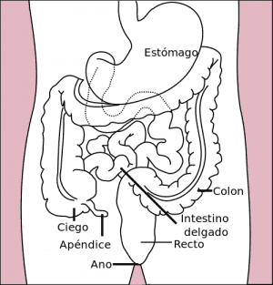 500px-intestino.svg_.png