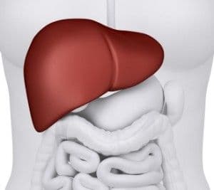 higado.jpg