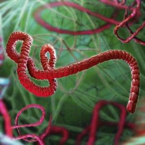 ebola.istock_000046108998large.jpg