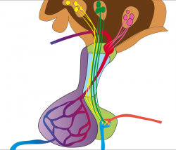 Curso sobre En­do­cri­no­lo­gía Pe­diá­tri­ca