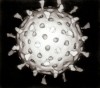 Rotavirus (Graham Colm)